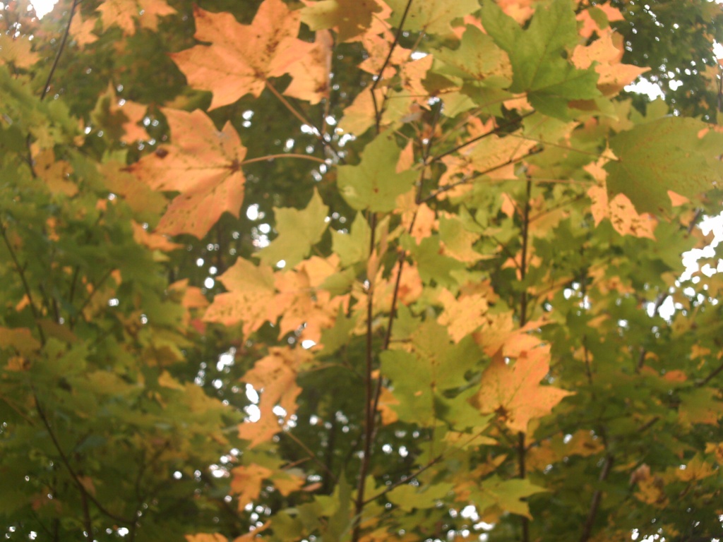 Colored Maple Leaves 10.20.11  by sfeldphotos
