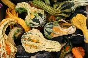 20th Oct 2011 - Gourds