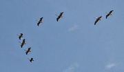 19th Oct 2011 - formation of pelicans