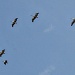formation of pelicans by corymbia