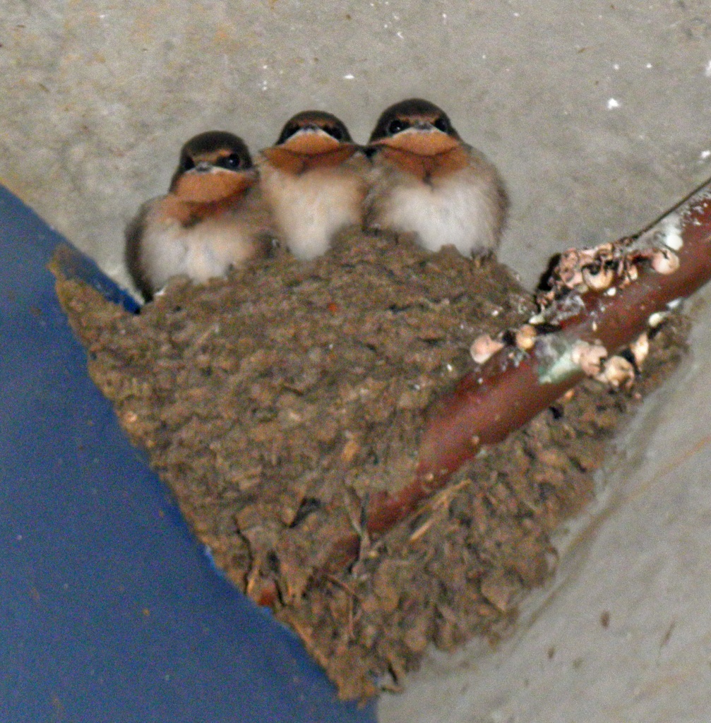 swallow babies by corymbia