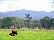 21st Oct 2011 - Contented Cows