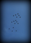 21st Oct 2011 - Hornets in Formation