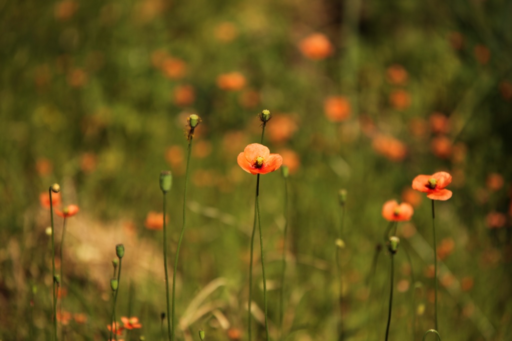 Poppies. My lawn was overgrown - I couldn't bring myself to mow this section by lbmcshutter