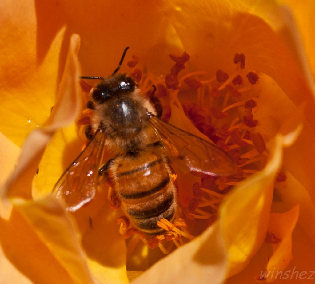 busy bee by winshez