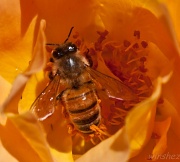 21st Oct 2011 - busy bee
