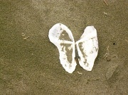 21st Oct 2011 - Broken Shell Butterfly