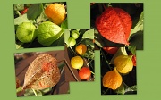 21st Oct 2011 - Chinese gooseberry collage