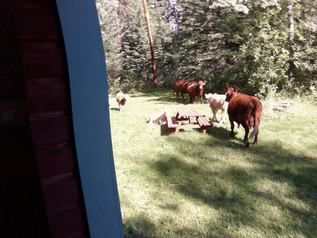 Cows in the Yard by mathilde22cat