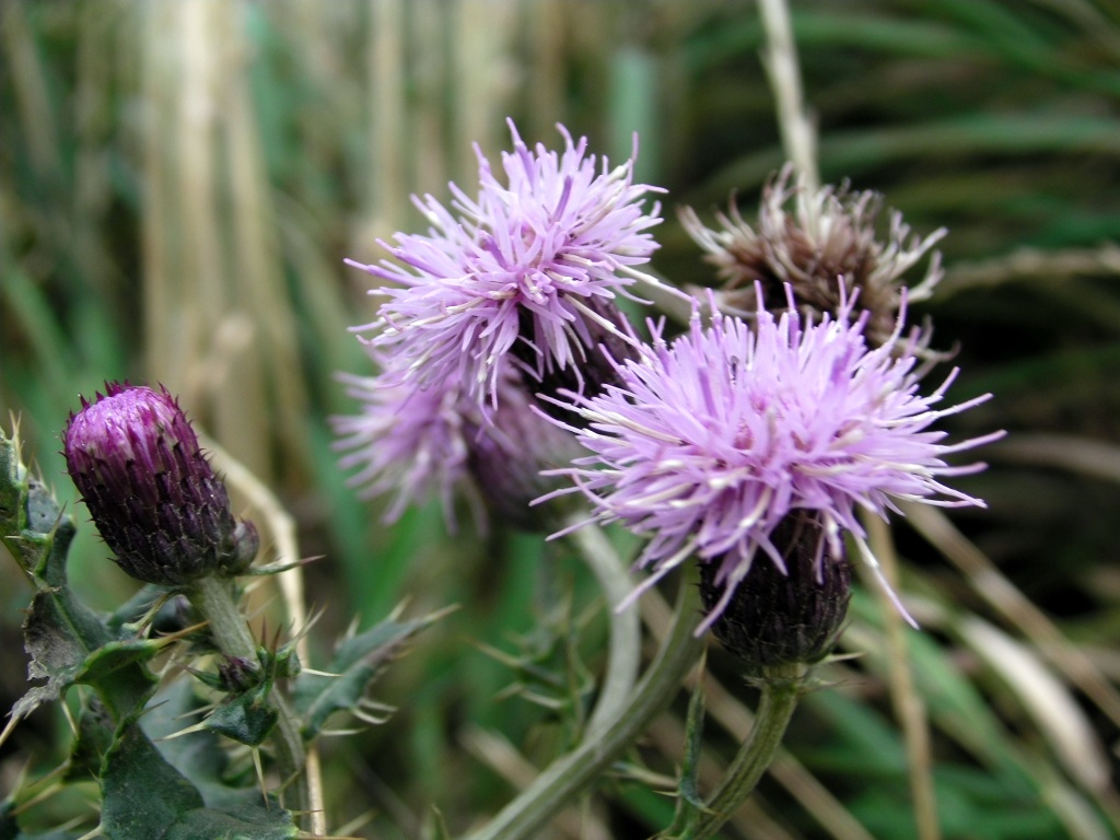 Thistle by natsnell