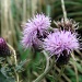 Thistle by natsnell