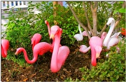 22nd Oct 2011 - A Flock of Flamingos
