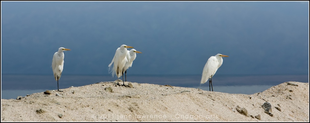 Egrets at Sea by aikiuser