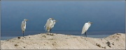 18th Oct 2011 - Egrets at Sea