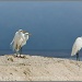 Egrets at Sea by aikiuser