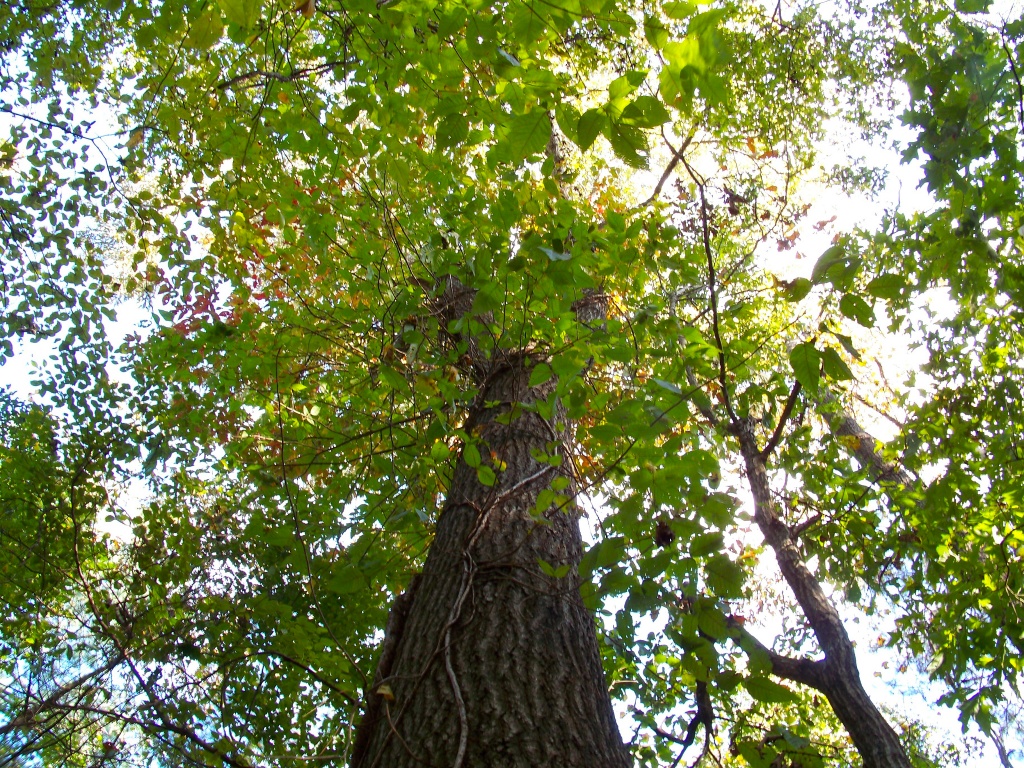 Tree Canopy by marlboromaam