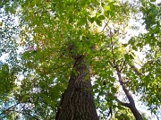 23rd Oct 2011 - Tree Canopy