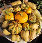 22nd Oct 2011 - Harvest 