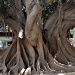 Amazing tree by philbacon