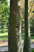 21st Oct 2011 - Dangerous trees