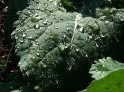 18th Oct 2011 - Bejewelled leaf