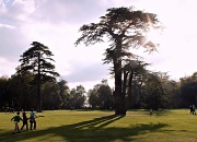 22nd Oct 2011 - Lydiard's Lebanese Cedar