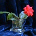 Flower and Vase by grammyn