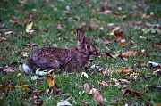 20th Oct 2011 - Back Yard Bunny