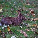 Back Yard Bunny by jbritt