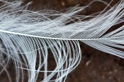 22nd Oct 2011 - Feather