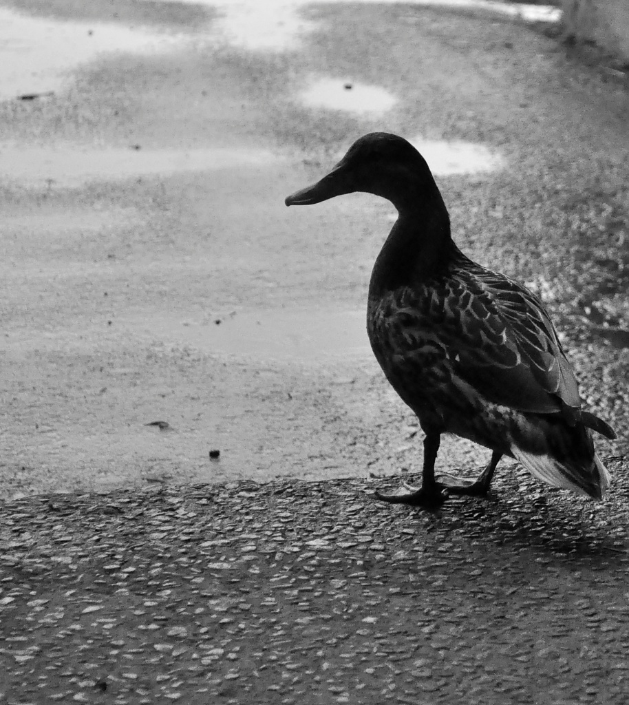 Lost duck by dora
