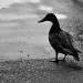 Lost duck by dora