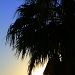 Palm Tree by kerristephens
