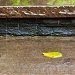 Waterfall on Steps at Brookside Gardens by jbritt