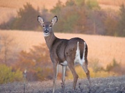 22nd Oct 2011 - Deer