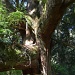 Great grandmother cedar by jgpittenger