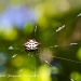 Crab Spider by twofunlabs