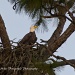 Bald Eagle-Nest by twofunlabs