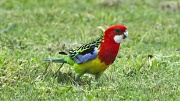 23rd Oct 2011 - The Eastern Rosellas returned this afternoon - this is the male and he looks quite proud, strutting across the grass