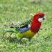 The Eastern Rosellas returned this afternoon - this is the male and he looks quite proud, strutting across the grass by lbmcshutter