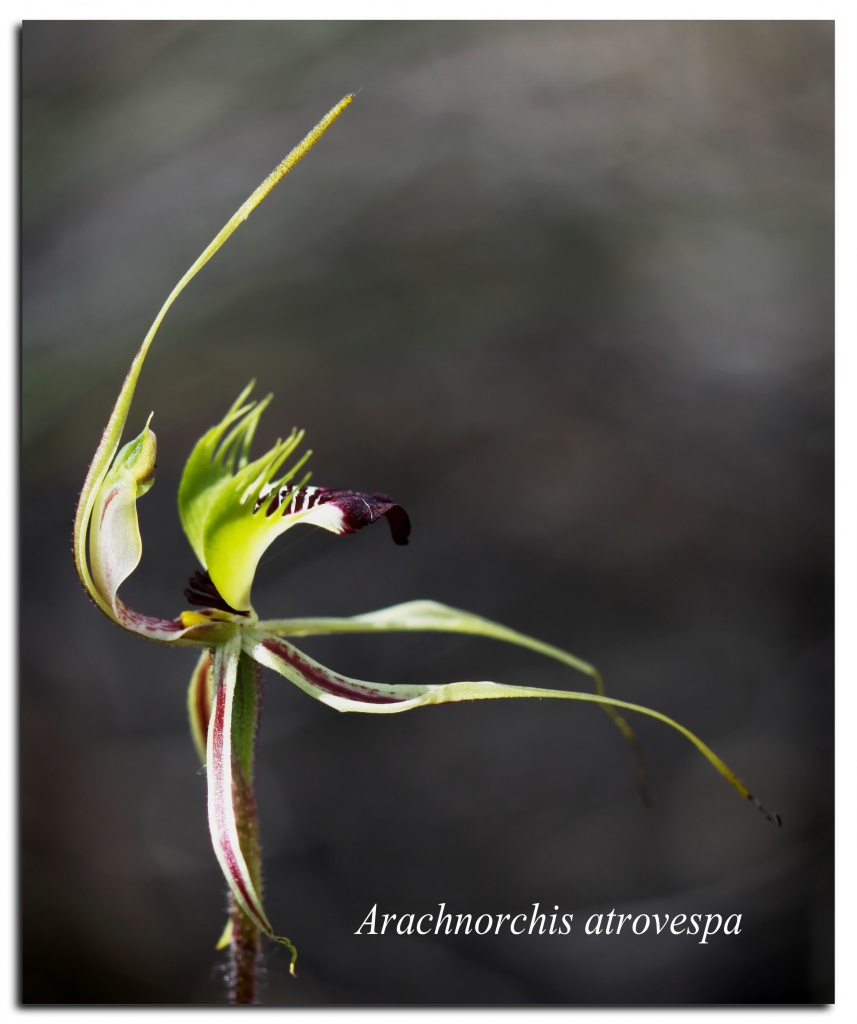 thin-clubbed spider orchid by ltodd