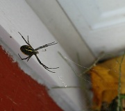 23rd Oct 2011 - Scary spider