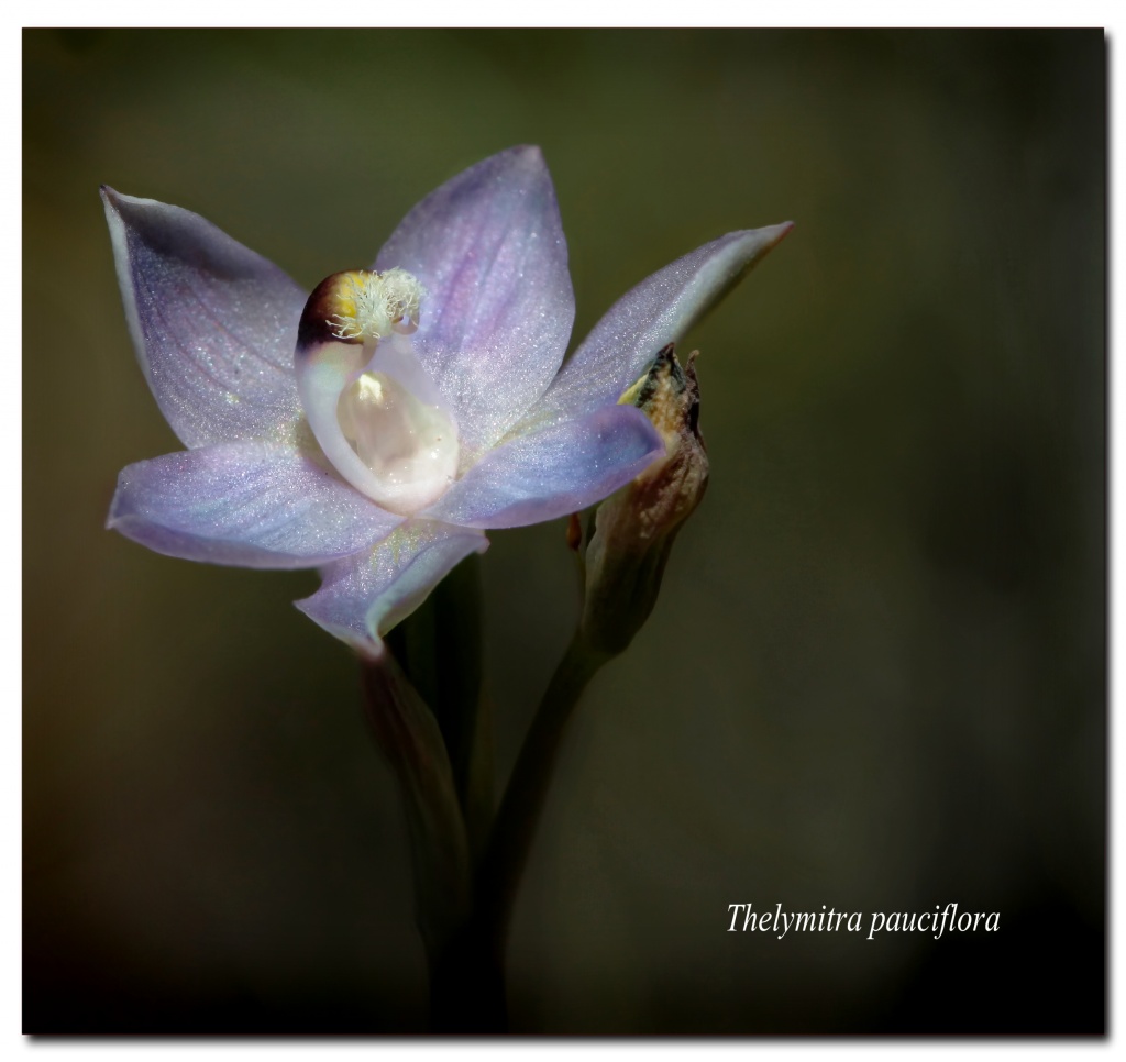 slender sun orchid by ltodd