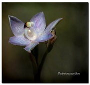 23rd Oct 2011 - slender sun orchid