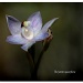 slender sun orchid by ltodd