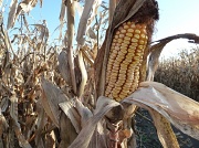 22nd Oct 2011 - Corn