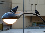 21st Oct 2011 - Pigeons