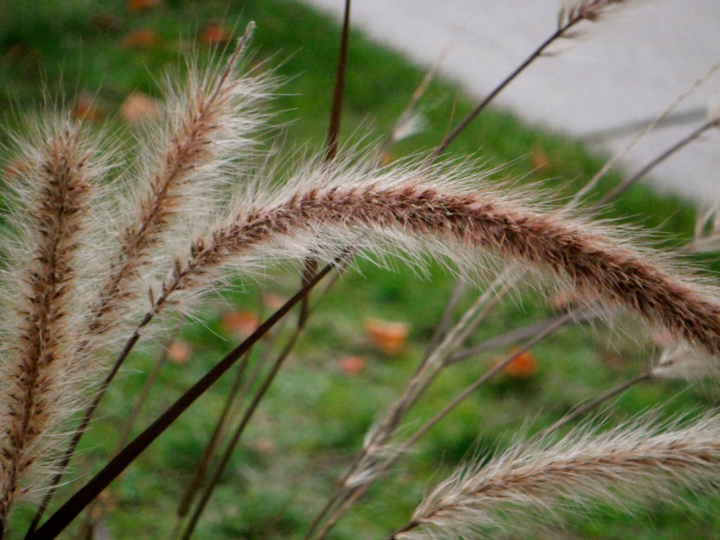 Autumn Grass by pamelaf
