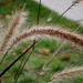 Autumn Grass by pamelaf
