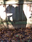 24th Oct 2011 - My Shadow